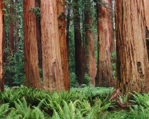 Preview wallpaper trunks, trees, wood, bark