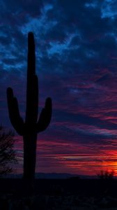 Preview wallpaper tucson, arizona, cactus, night, sky