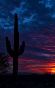 Preview wallpaper tucson, arizona, cactus, night, sky