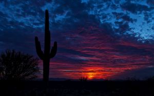 Preview wallpaper tucson, arizona, cactus, night, sky