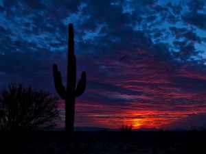 Preview wallpaper tucson, arizona, cactus, night, sky