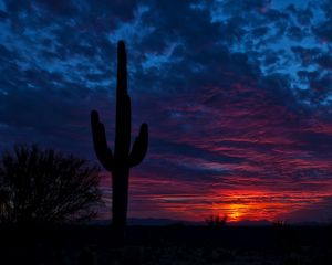 Preview wallpaper tucson, arizona, cactus, night, sky