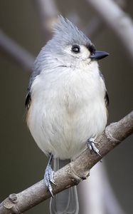 Preview wallpaper tufted titmouse, bird, branch, wildlife