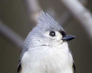 Preview wallpaper tufted titmouse, bird, branch, wildlife