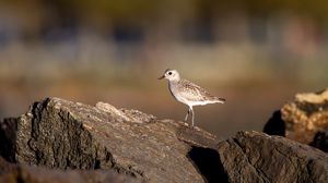 Preview wallpaper tules, bird, stones, wildlife