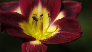 Preview wallpaper tulip, bee, pollination, petals