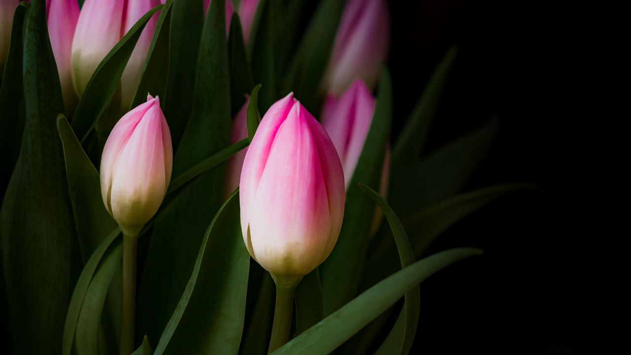 Wallpaper tulip, bouquet, buds
