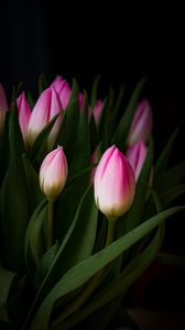 Preview wallpaper tulip, bouquet, buds