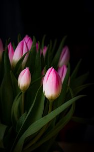 Preview wallpaper tulip, bouquet, buds