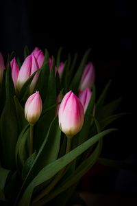 Preview wallpaper tulip, bouquet, buds