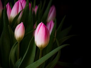 Preview wallpaper tulip, bouquet, buds