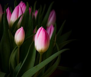 Preview wallpaper tulip, bouquet, buds