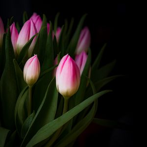 Preview wallpaper tulip, bouquet, buds