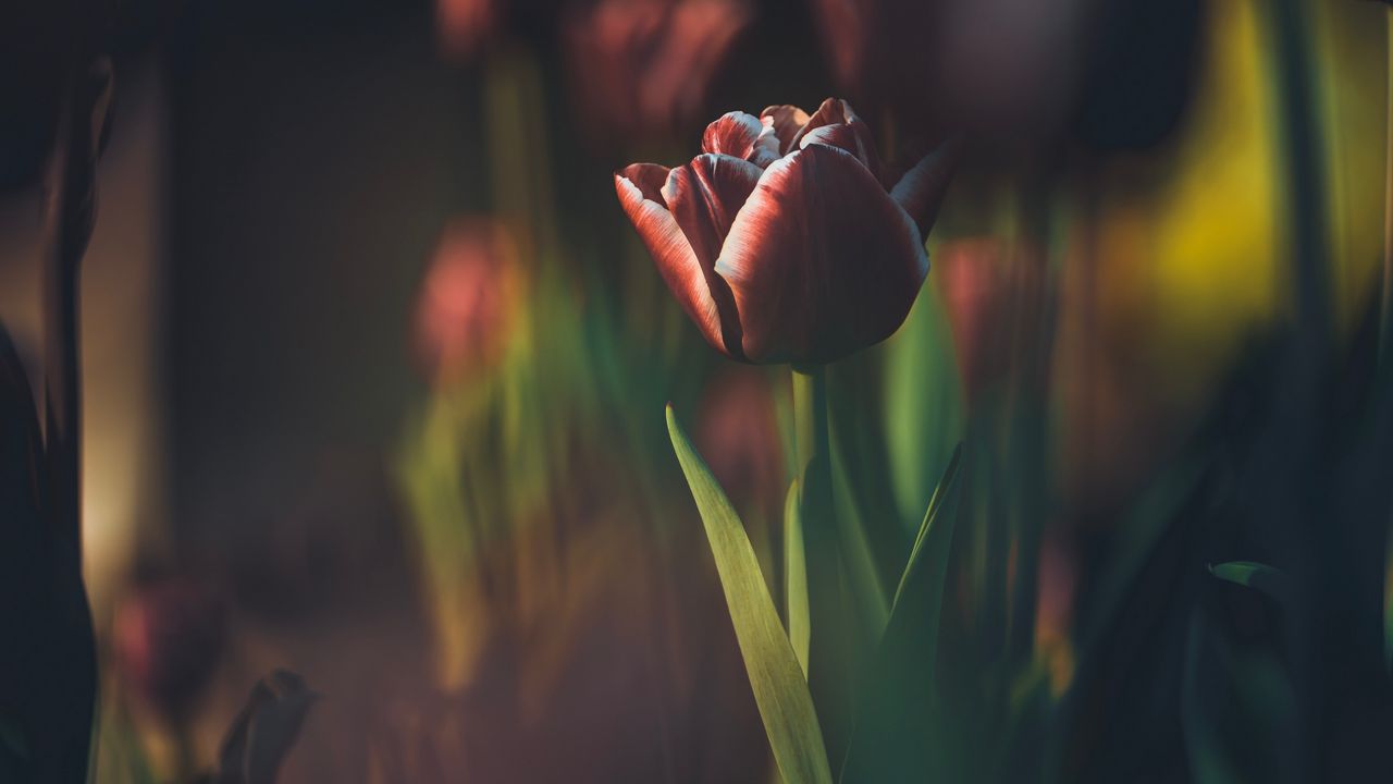 Wallpaper tulip, bud, blur, stem