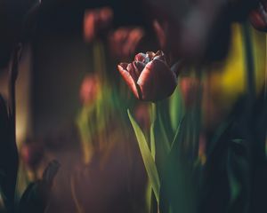 Preview wallpaper tulip, bud, blur, stem