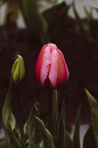 Preview wallpaper tulip, bud, drops, stem, leaves