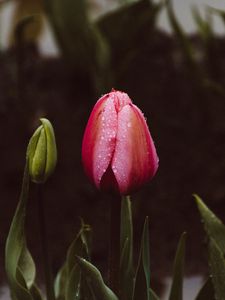 Preview wallpaper tulip, bud, drops, stem, leaves