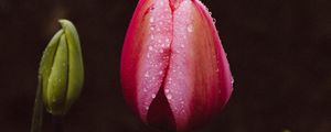 Preview wallpaper tulip, bud, drops, stem, leaves