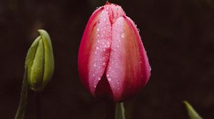 Preview wallpaper tulip, bud, drops, stem, leaves
