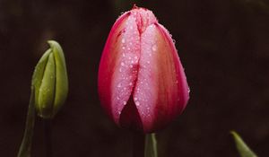 Preview wallpaper tulip, bud, drops, stem, leaves