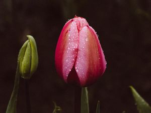 Preview wallpaper tulip, bud, drops, stem, leaves