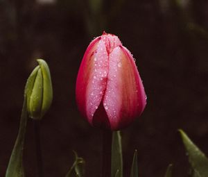 Preview wallpaper tulip, bud, drops, stem, leaves