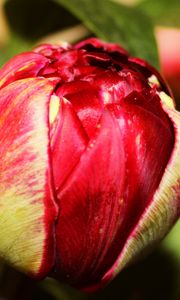 Preview wallpaper tulip, bud, flower, petals