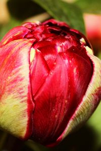 Preview wallpaper tulip, bud, flower, petals