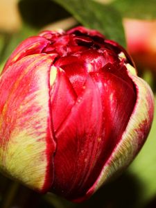 Preview wallpaper tulip, bud, flower, petals