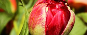 Preview wallpaper tulip, bud, flower, petals