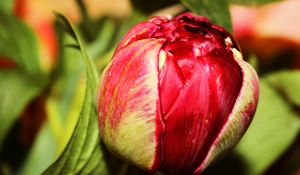 Preview wallpaper tulip, bud, flower, petals