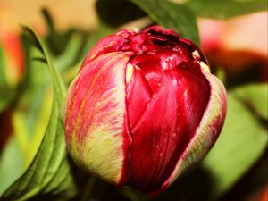 Preview wallpaper tulip, bud, flower, petals