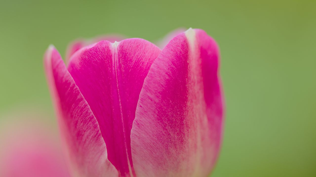 Wallpaper tulip, bud, flower, spring, blur