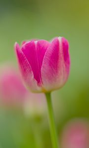 Preview wallpaper tulip, bud, flower, spring, blur