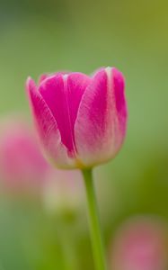 Preview wallpaper tulip, bud, flower, spring, blur