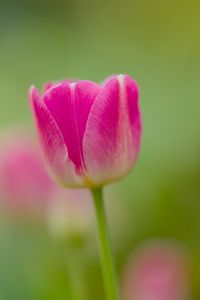 Preview wallpaper tulip, bud, flower, spring, blur