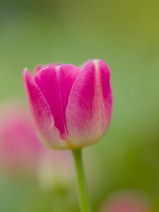 Preview wallpaper tulip, bud, flower, spring, blur