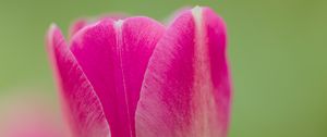 Preview wallpaper tulip, bud, flower, spring, blur