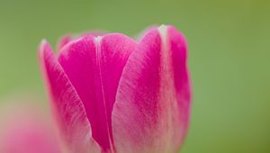 Preview wallpaper tulip, bud, flower, spring, blur