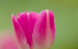 Preview wallpaper tulip, bud, flower, spring, blur