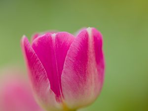 Preview wallpaper tulip, bud, flower, spring, blur