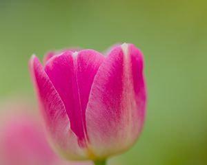 Preview wallpaper tulip, bud, flower, spring, blur