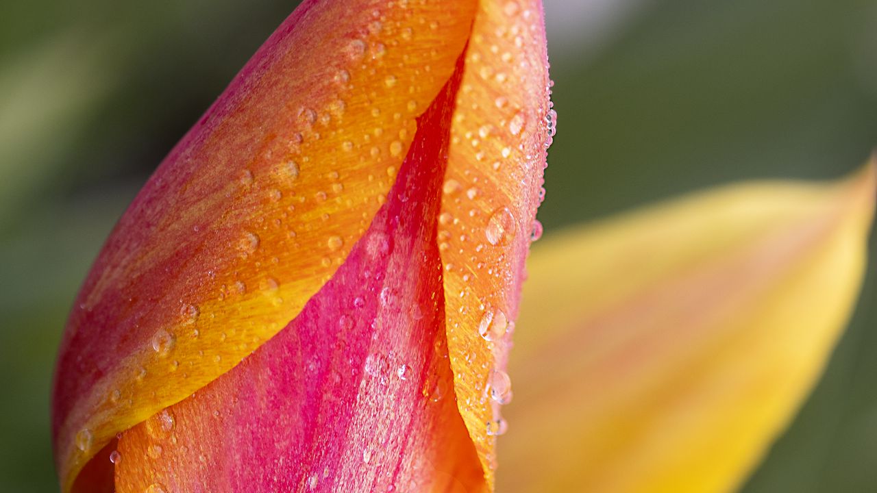 Wallpaper tulip, bud, flower, drops, macro