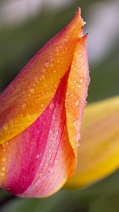 Preview wallpaper tulip, bud, flower, drops, macro