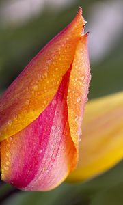 Preview wallpaper tulip, bud, flower, drops, macro