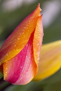 Preview wallpaper tulip, bud, flower, drops, macro