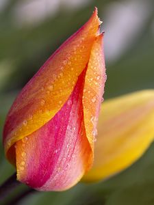 Preview wallpaper tulip, bud, flower, drops, macro