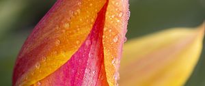 Preview wallpaper tulip, bud, flower, drops, macro