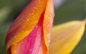 Preview wallpaper tulip, bud, flower, drops, macro