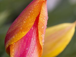 Preview wallpaper tulip, bud, flower, drops, macro